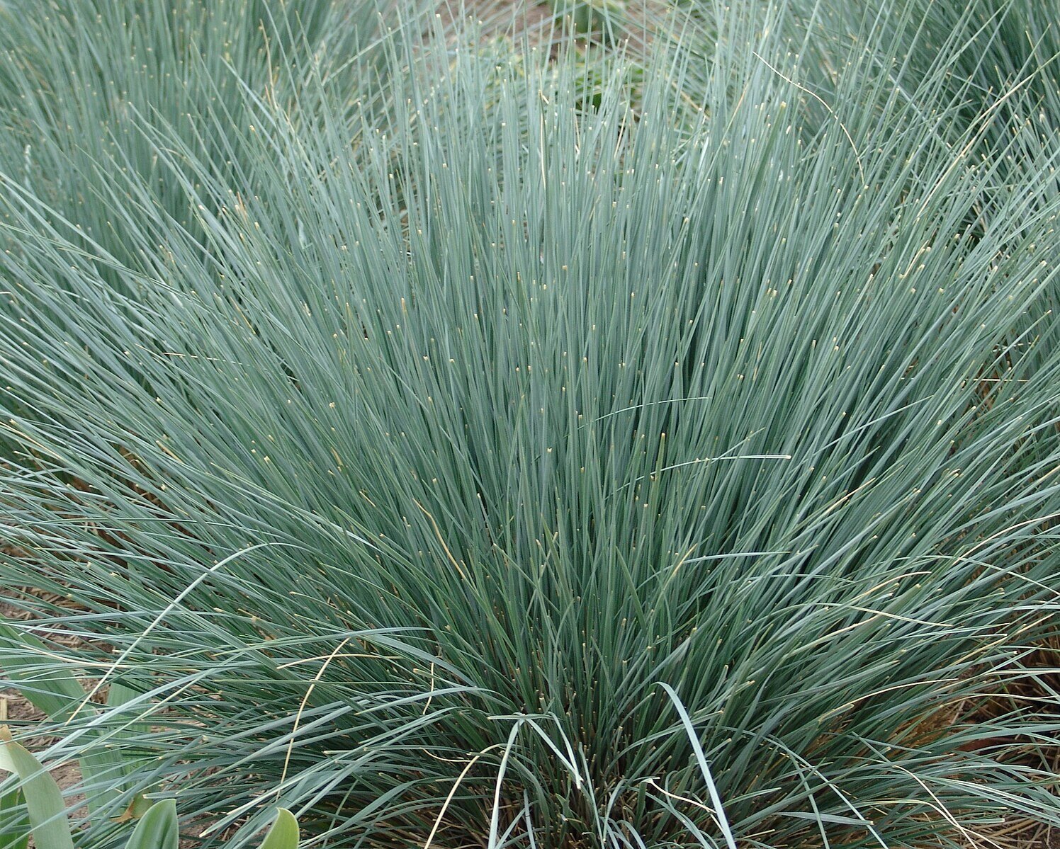 The Best Ornamental Grasses for Tampa Landscapes
